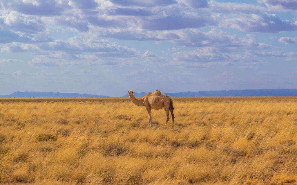 pexels-photo-11934237-1 A solitary camel standing in a vast Somali countryside under a blue sky with scattered clouds.
